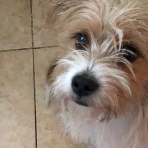 Meet your Posher, Irma